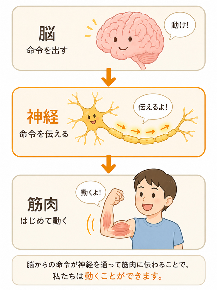 脳から神経を通って筋肉に命令が伝わる仕組みのイラスト